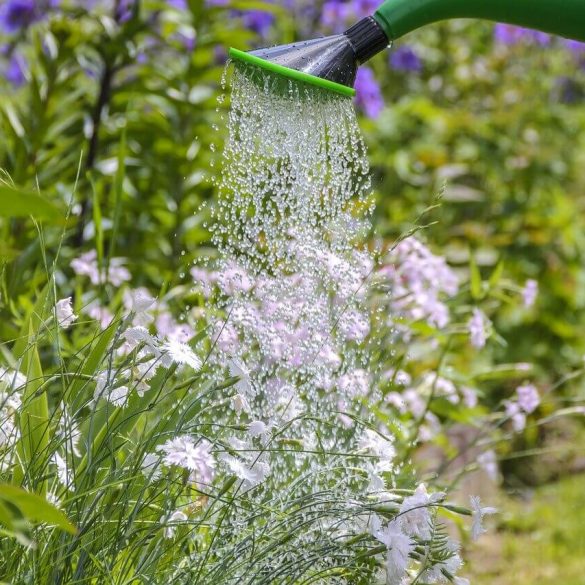 Ako šetriť vodu pri zalievaní záhrady