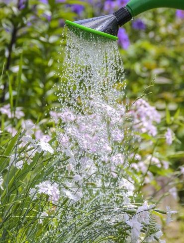 Cum să economisiți apa atunci când udați grădina