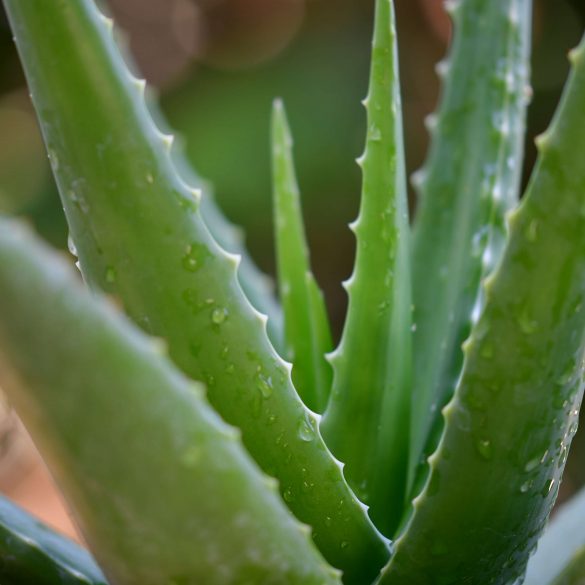Aloe vera – csodanövény jótékony hatásokkal
