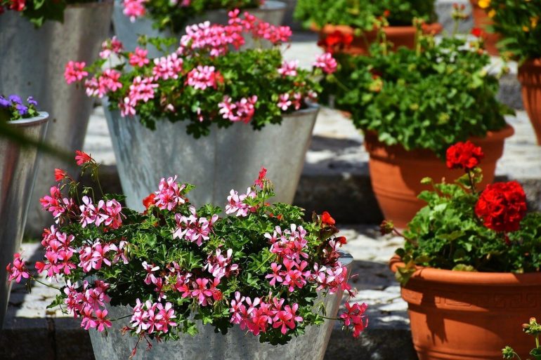 Vyberte si rastliny na balkón podľa orientácie na svetovú stranu