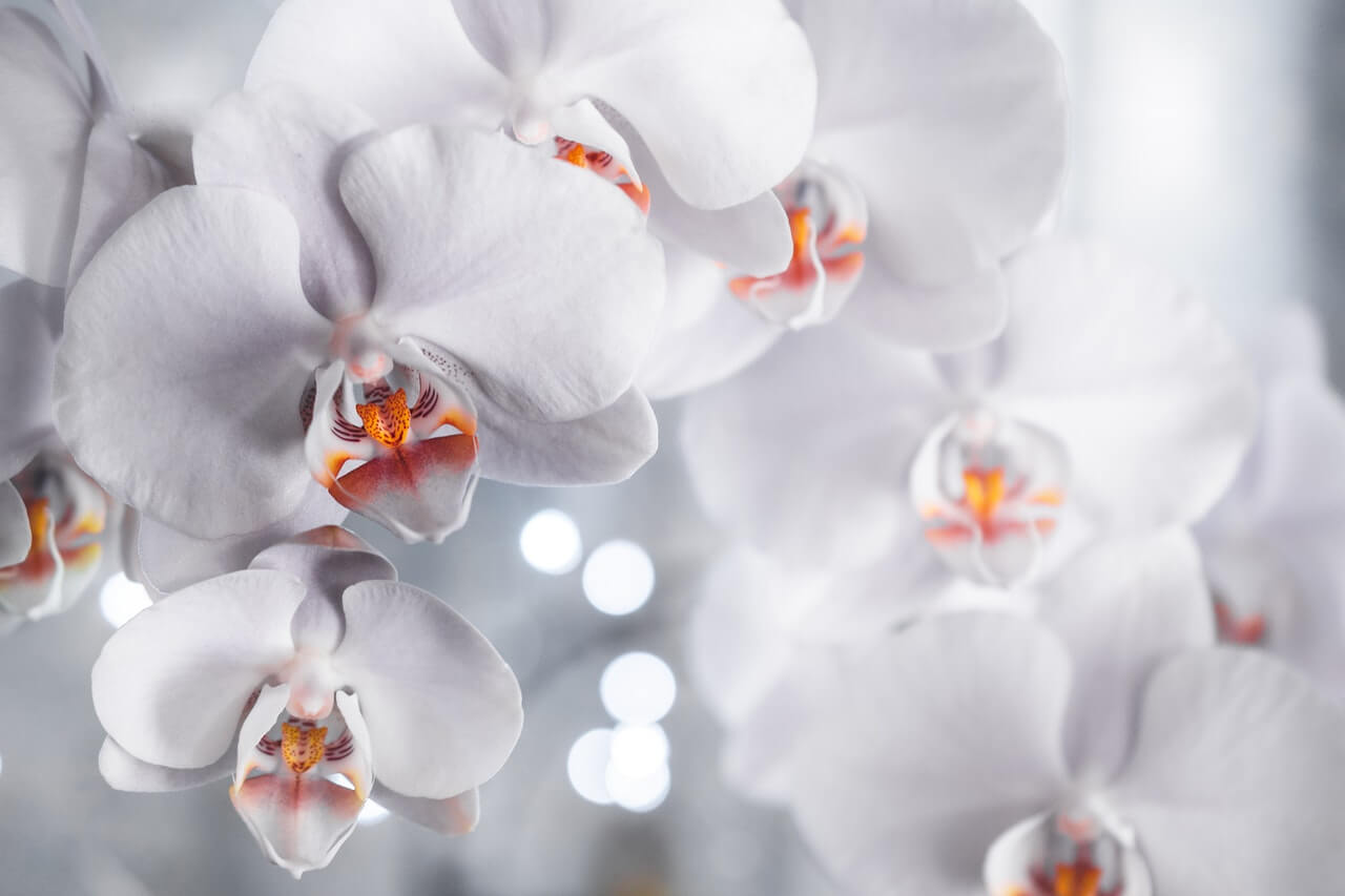 Orchidey milujú rozdiel v dennej a nočnej teplote