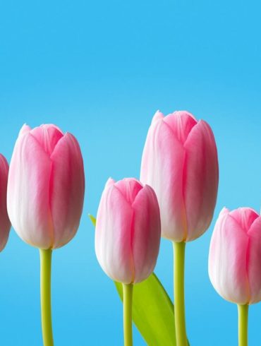 Čo robiť, aby tulipány vo váze vydržali čo najdlhšie svieže